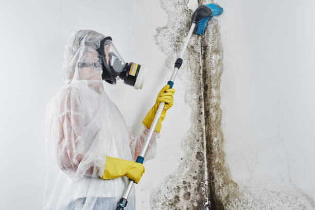 Best Preventive Mold Services in Yale, OK