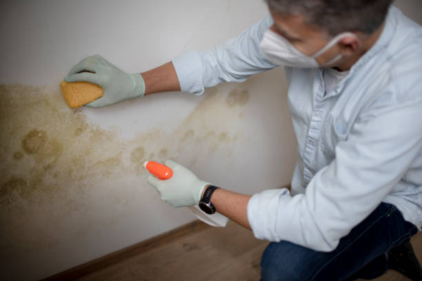  Yale, OK Mold Removal Pros