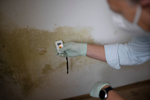Best Commercial Mold Remediation in Yale, OK