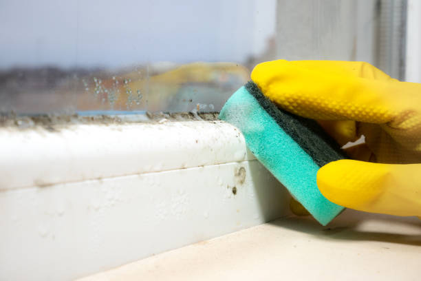 Best Health and Safety Mold Remediation in Yale, OK