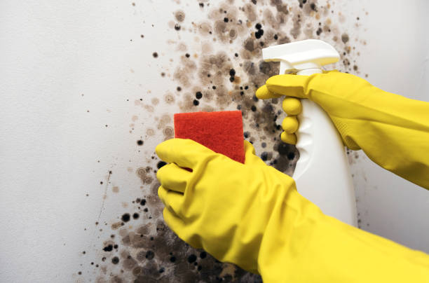 Best Health and Safety Mold Remediation in Yale, OK