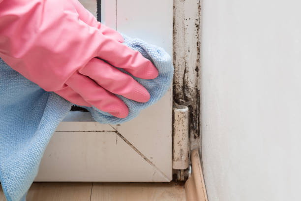 Best Residential Mold Remediation in Yale, OK